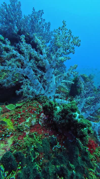 A dense garden of staghorn and soft coral in clear blue water