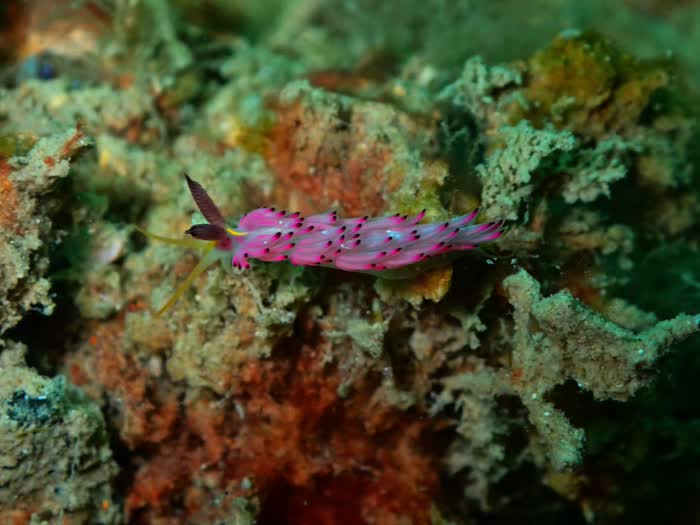 A pink and purple nudibranch crawling across hard coral