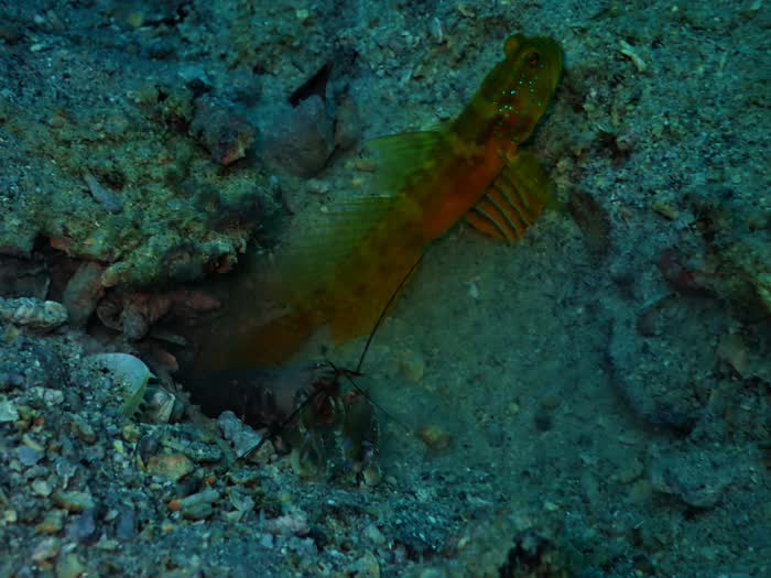 A small reef fish resting among coral and rubble