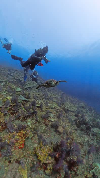A diver finning slowly along the top of a coral reef