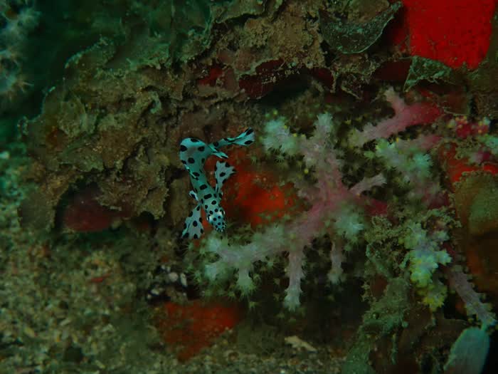 Close-up of soft corals and encrusting life covering the reef